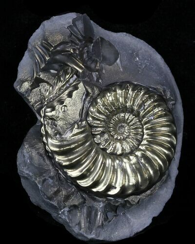 Pyritized Pleuroceras Ammonite - Germany #33043